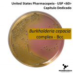 Um capítulo dedicado – Burkholderia cepacia complex (Bcc)