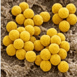 Padrões Microbiológicos:  Staphylococcus aureus  – ATCC 6538